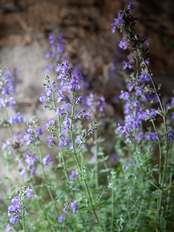 Catmint has small purple flowers which contrast with fresh green leaves.